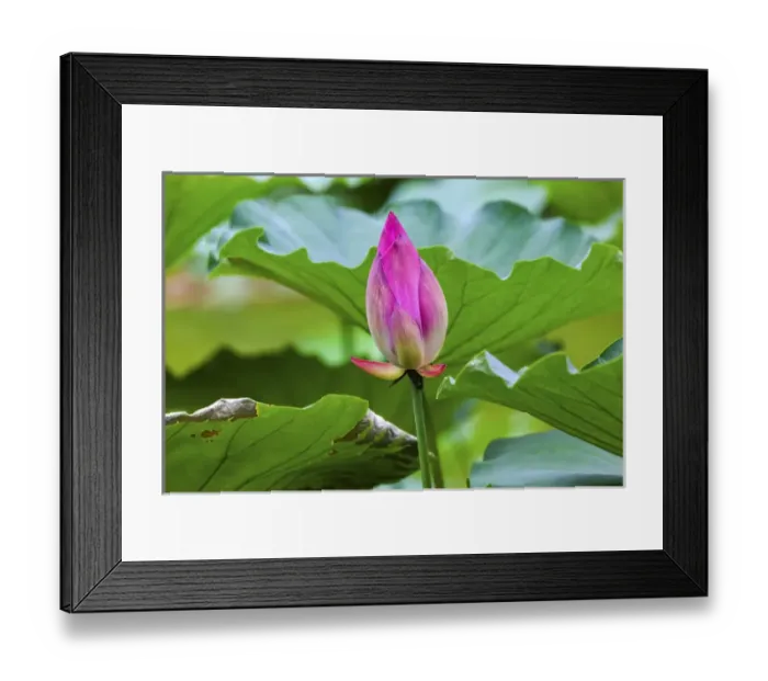 Framed Print : Pink Lotus Bud Lily Pads Close Up Lotus Pond Temple of the Sun Beijing China Framed Print : Pink Lotus Bud Lily Pads Close Up Lotus Pond Temple of the Sun Beijing China