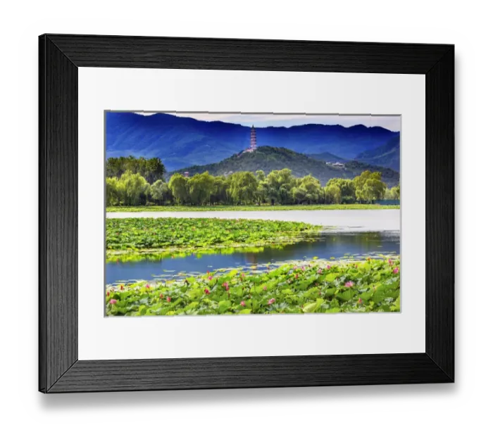 Framed Print : Pink Lotus Pads Garden Reflection Summer Palace Beijing China Framed Print : Pink Lotus Pads Garden Reflection Summer Palace Beijing China