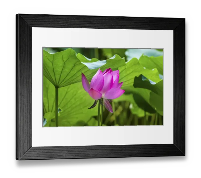 Framed Print : Pink Lotus Flower Lily Pads Close Up Lotus Pond Summer Palace Beijing China Framed Print : Pink Lotus Flower Lily Pads Close Up Lotus Pond Summer Palace Beijing China