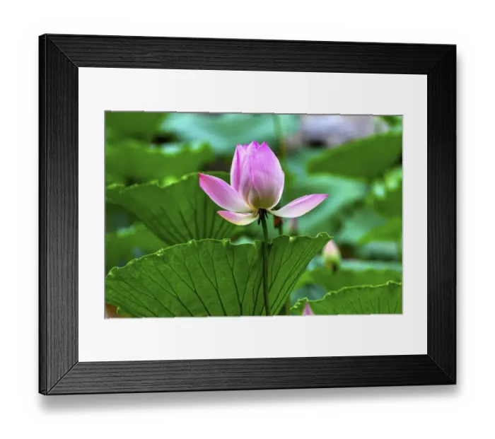Framed Print : Pink Lotus Blooming Lily Pads Close Up Lotus Pond Temple of the Sun Beijing China Framed Print : Pink Lotus Blooming Lily Pads Close Up Lotus Pond Temple of the Sun Beijing China