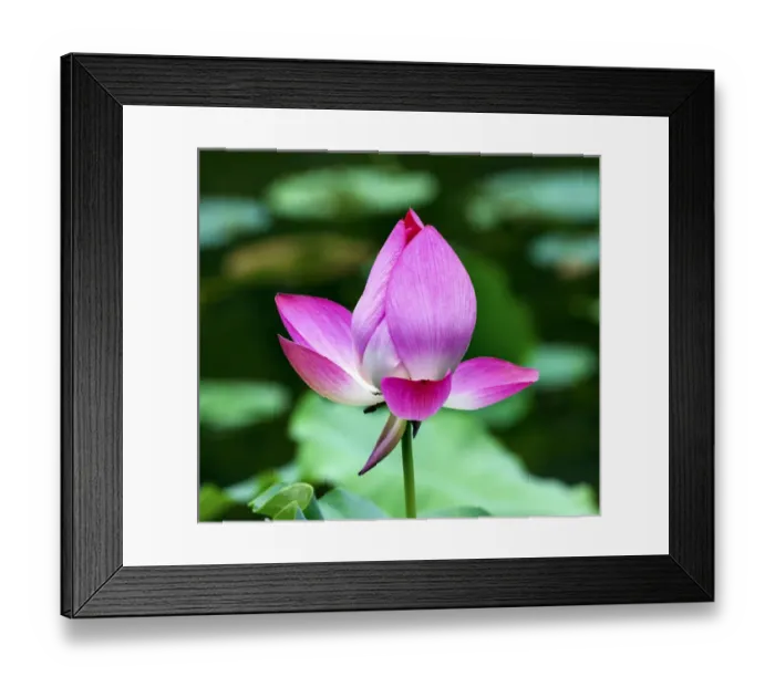 Framed Print : Pink Lotus Blooming and Close Up Lotus Pond Temple of the Sun Beijing China China