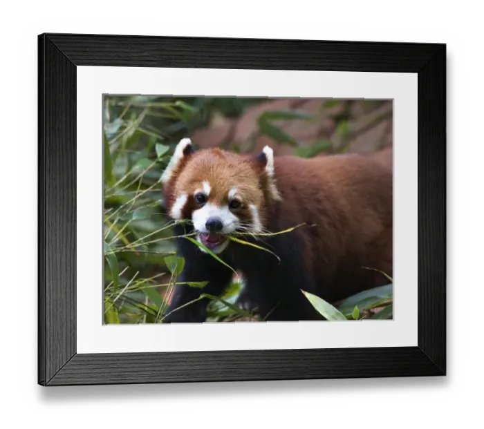 Framed Print : Red Panda Shining Cat Eating Bamboo Panda Breeding Center Chengdu Sichuan China