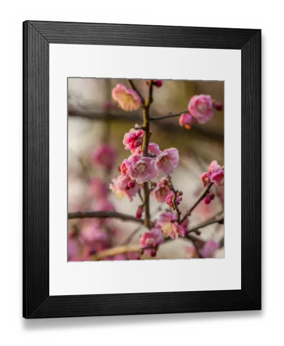 Framed Print : Plum Blossoms West Lake Jiangsu Province, China