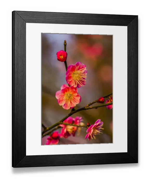 Framed Print : Plum Blossoms Prunus Mume West Lake Jiangsu Province, China Framed Print : Plum Blossoms Prunus Mume West Lake Jiangsu Province, China