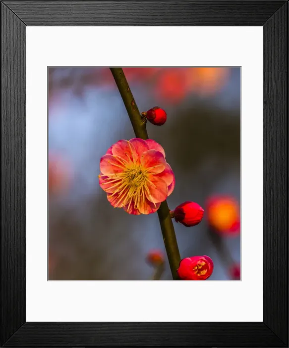 Framed Print : Plum Blossom West Lake Jiangsu Province, China