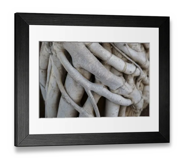 Framed Print : Georgia, Batumi. A closeup of folded grown branches Framed Print : Georgia, Batumi. A closeup of folded grown branches