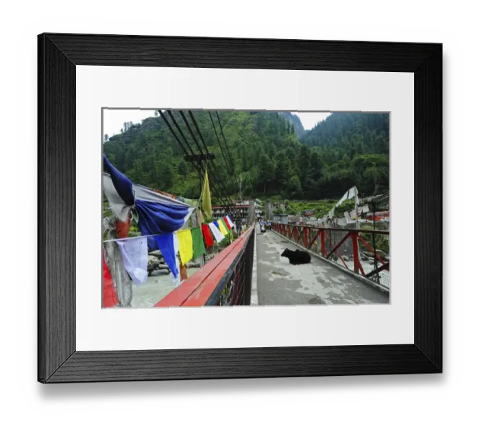 Framed Print : India, Himachal Pradesh, Manikaran, cows resting on bridge