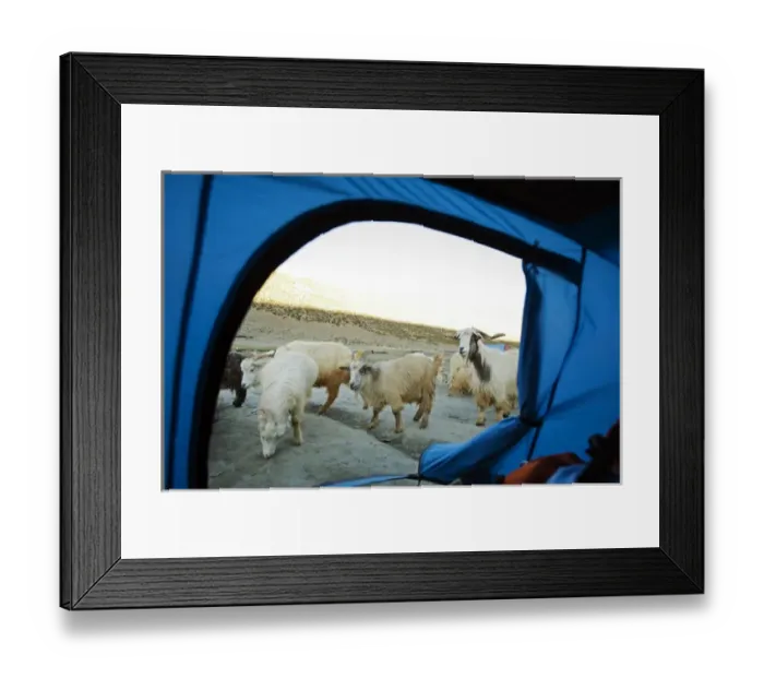 Framed Print : India, Ladakh, Markha Valley, sheep close to trekker tent Framed Print : India, Ladakh, Markha Valley, sheep close to trekker tent