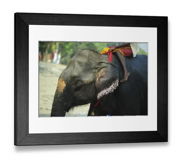 Framed Print : India, Bihar, Patna, Sonepur, Sonepur Mela Cattle Fait (largest in Asia), young mahout Framed Print : India, Bihar, Patna, Sonepur, Sonepur Mela Cattle Fait (largest in Asia), young mahout