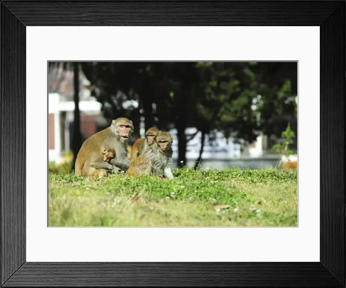 Framed Print : India, West Bengal, Darjeeling, monkey playing on lawn Framed Print : India, West Bengal, Darjeeling, monkey playing on lawn