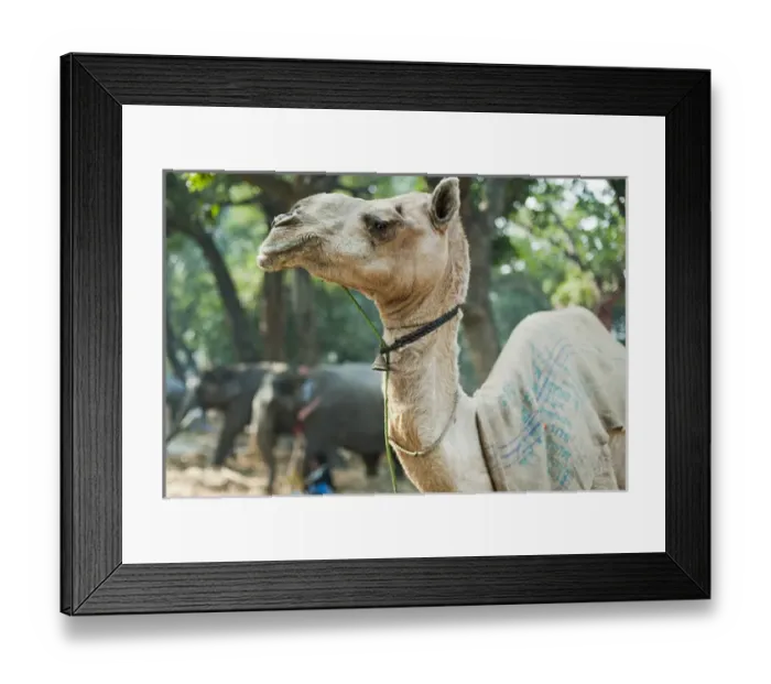 Framed Print : India, Bihar, Patna, Sonepur, Sonepur Mela Cattle Fait (largest in Asia), Camel for sale