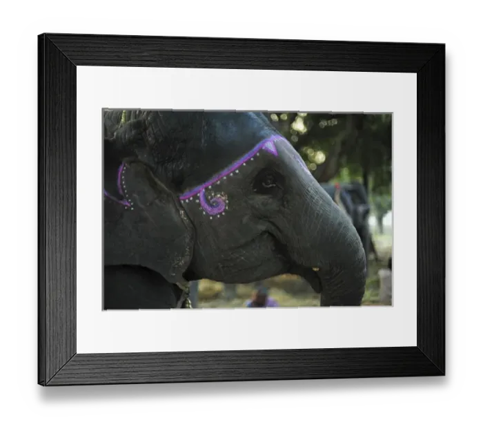 Framed Print : India, Bihar, Patna, Sonepur, Sonepur Mela Cattle Fait (largest in Asia), elephant market Framed Print : India, Bihar, Patna, Sonepur, Sonepur Mela Cattle Fait (largest in Asia), elephant market