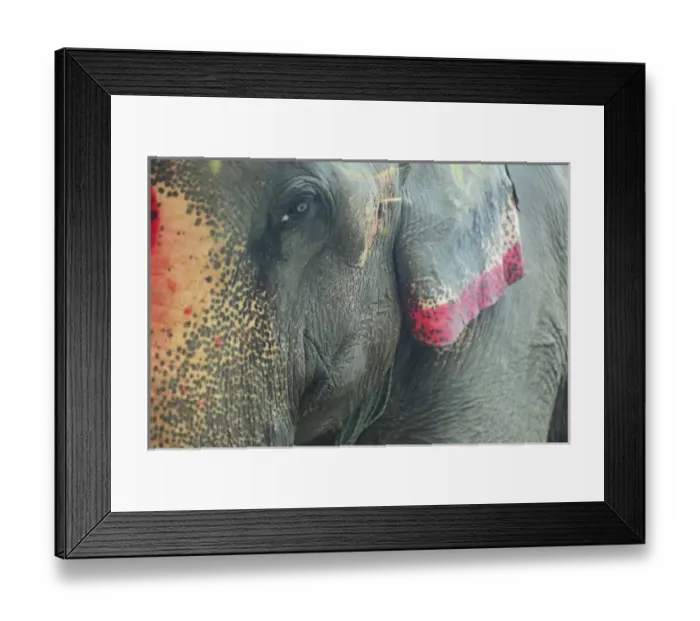 Framed Print : India, Bihar, Patna, Sonepur, Sonepur Mela Cattle Fait (largest in Asia), painted