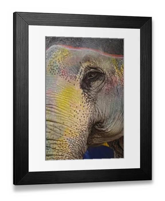 Framed Print : Colorfully decorated elephant, Amber Fort, Jaipur, India Framed Print : Colorfully decorated elephant, Amber Fort, Jaipur, India
