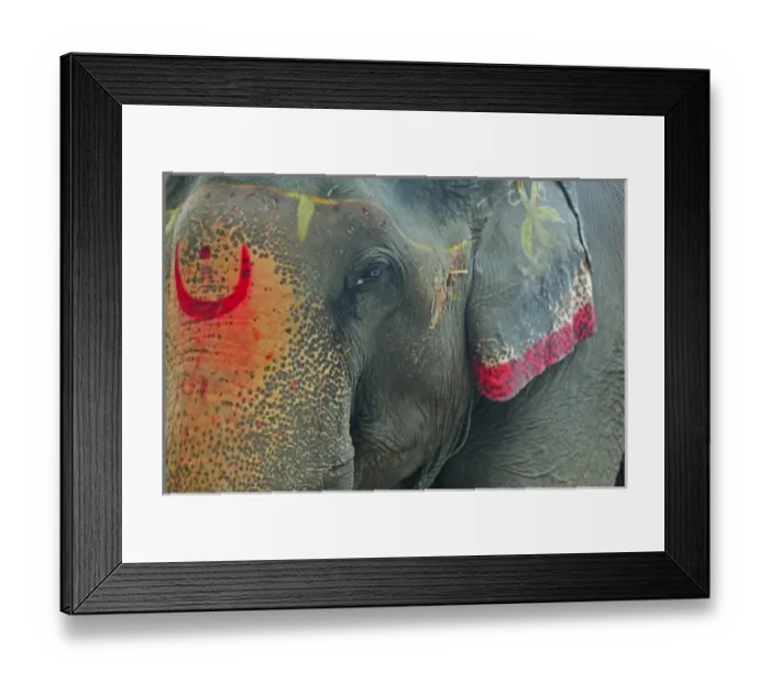 Framed Print : India, Bihar, Patna, Sonepur, Sonepur Mela Cattle Fait (largest in Asia), painted