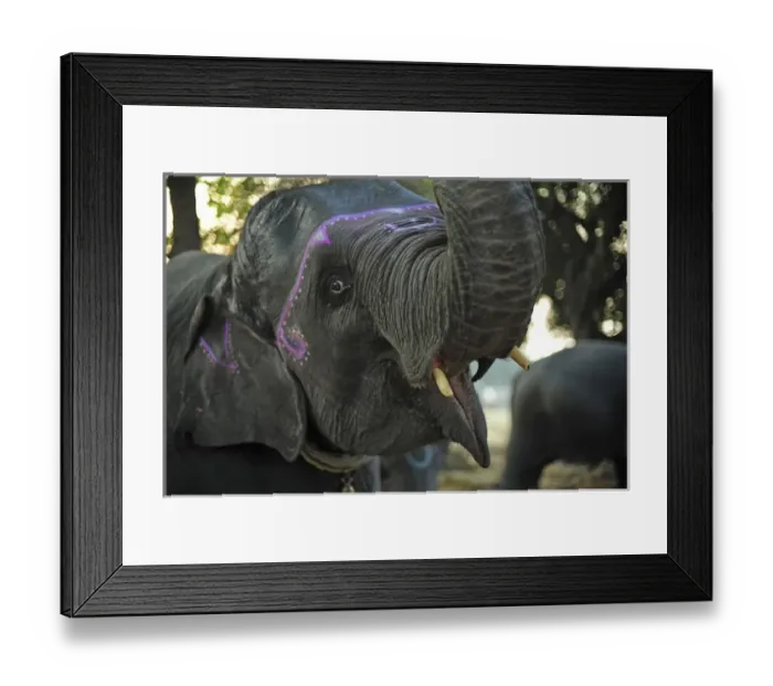 Framed Print : India, Bihar, Patna, Sonepur, Sonepur Mela Cattle Fait (largest in Asia), elephant market Framed Print : India, Bihar, Patna, Sonepur, Sonepur Mela Cattle Fait (largest in Asia), elephant market