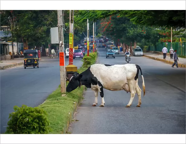 Cow grazing on the street, Bangalore, India