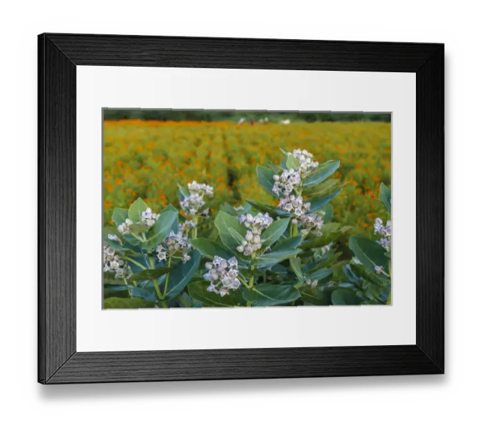 Framed Print : Flower field, southern India
