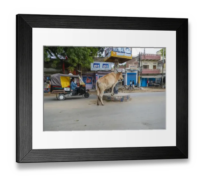 Framed Print : Cow in the middle of the street, Varanasi, India