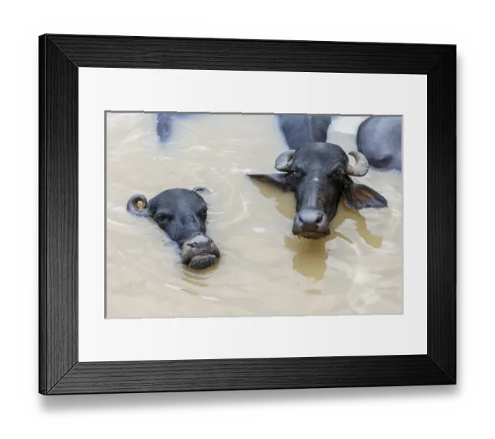Framed Print : Water buffalos in Ganges River, Varanasi, India Framed Print : Water buffalos in Ganges River, Varanasi, India