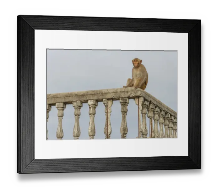 Framed Print : Monkey (rhesus macaque, Macaca mulatta), Varanasi, India Framed Print : Monkey (rhesus macaque, Macaca mulatta), Varanasi, India