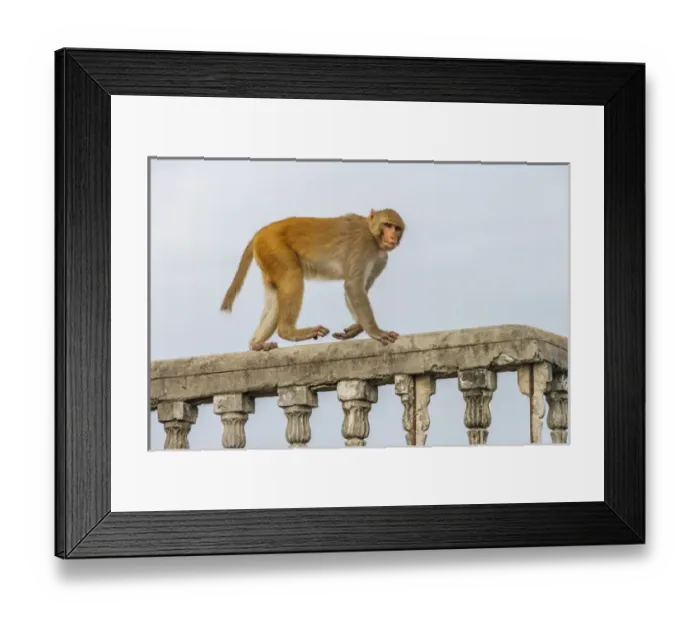 Framed Print : Monkey (rhesus macaque, Macaca mulatta), Varanasi, India
