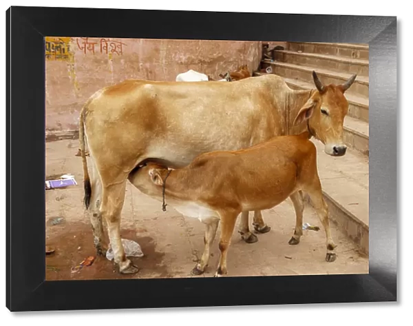 Cow feeding her calf, Varanasi, India