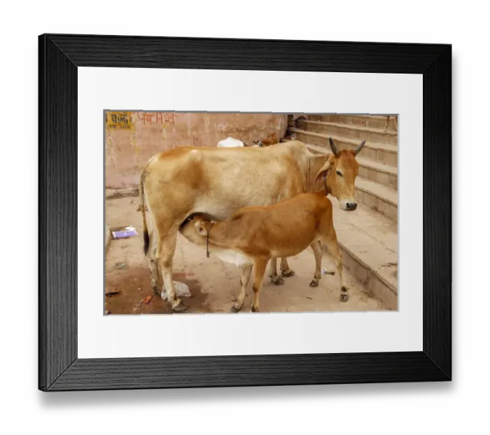 Framed Print : Cow feeding her calf, Varanasi, India