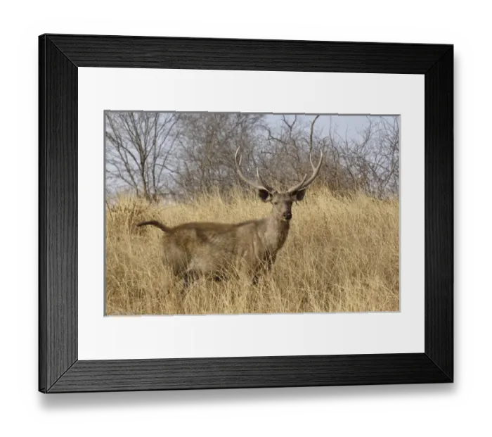 Framed Print : Adult male, Sambar deer, Ranthambore National Park, Rajasthan, India