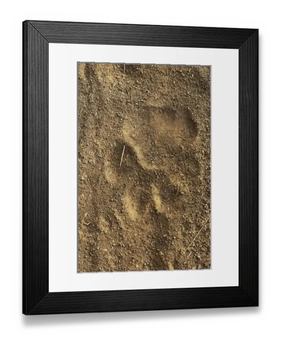 Framed Print : Tiger tracks in sand, Ranthambore National Park, Rajasthan, India Framed Print : Tiger tracks in sand, Ranthambore National Park, Rajasthan, India