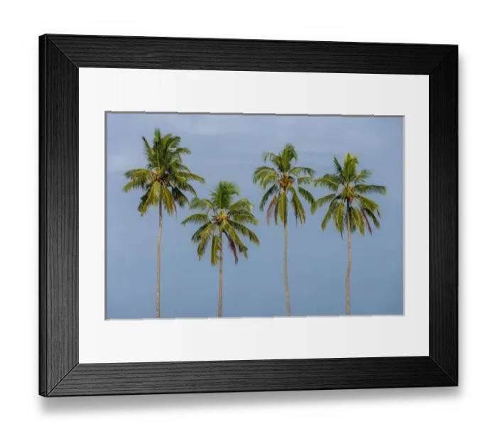 Framed Print : Coconut trees in Backwaters, Kerala, India Framed Print : Coconut trees in Backwaters, Kerala, India