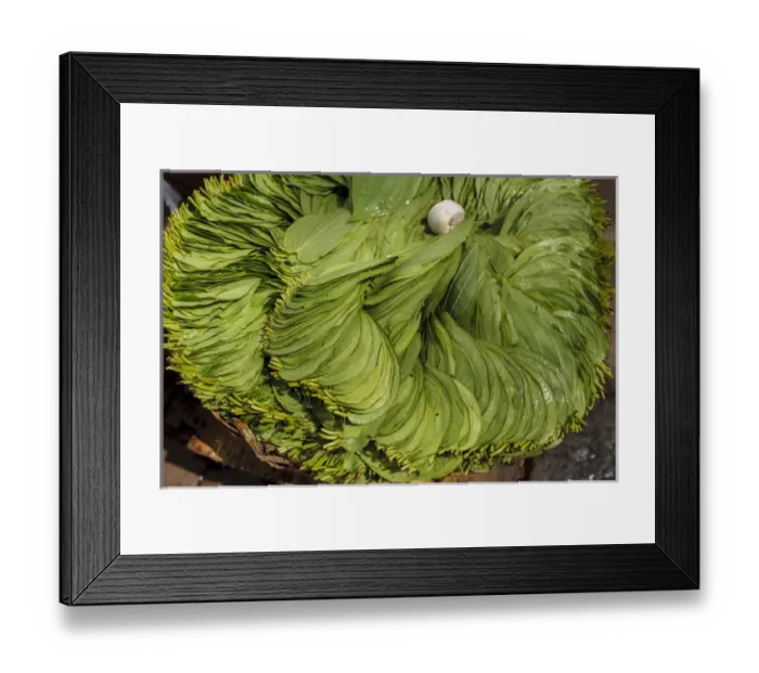 Framed Print : Green plant leaves on sale, southern India