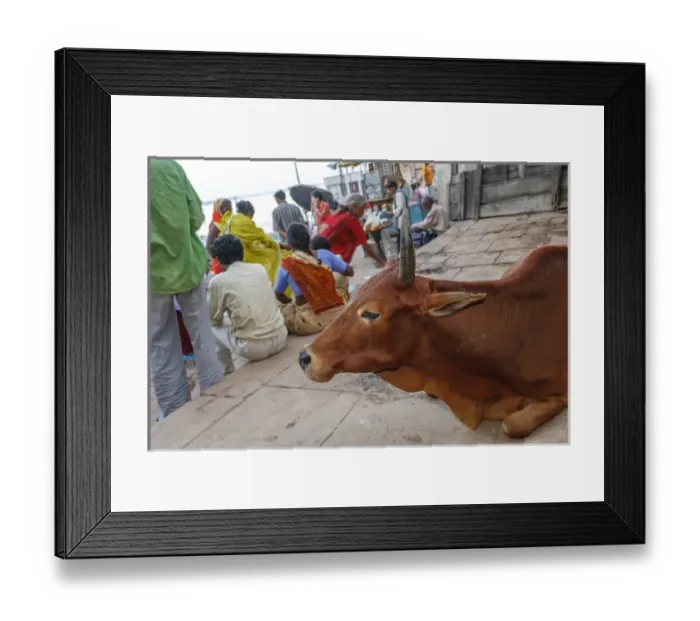 Framed Print : Cow, Varanasi, India Framed Print : Cow, Varanasi, India