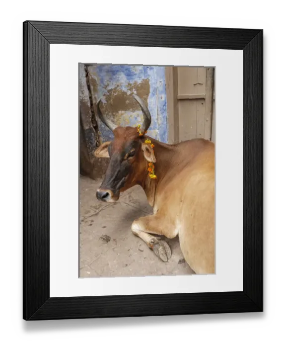 Framed Print : Cow with flowers, Varanasi, India Framed Print : Cow with flowers, Varanasi, India