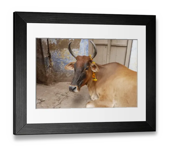 Framed Print : Cow with flowers, Varanasi, India