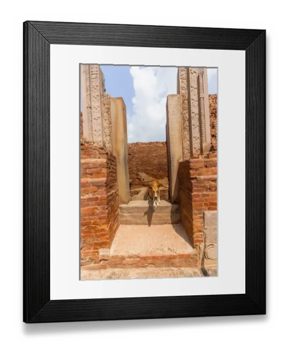 Framed Print : Dog Sarnath, India Framed Print : Dog Sarnath, India