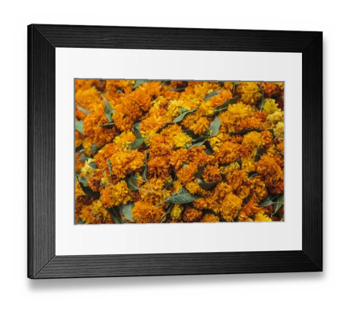 Framed Print : India, Delhi, Heap of marigold offerings Framed Print : India, Delhi, Heap of marigold offerings