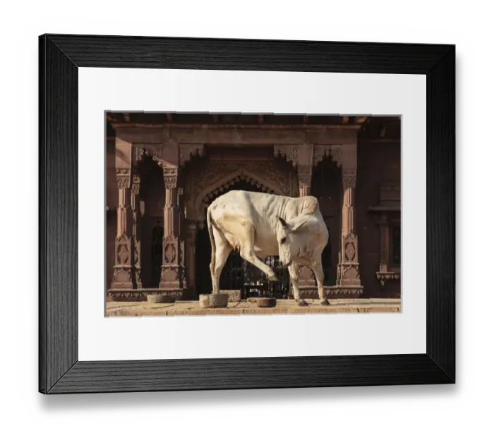 Framed Print : India, Rajasthan, Jodhpur. Holy cow dancing outside Ghanta Ghar Clock Tower