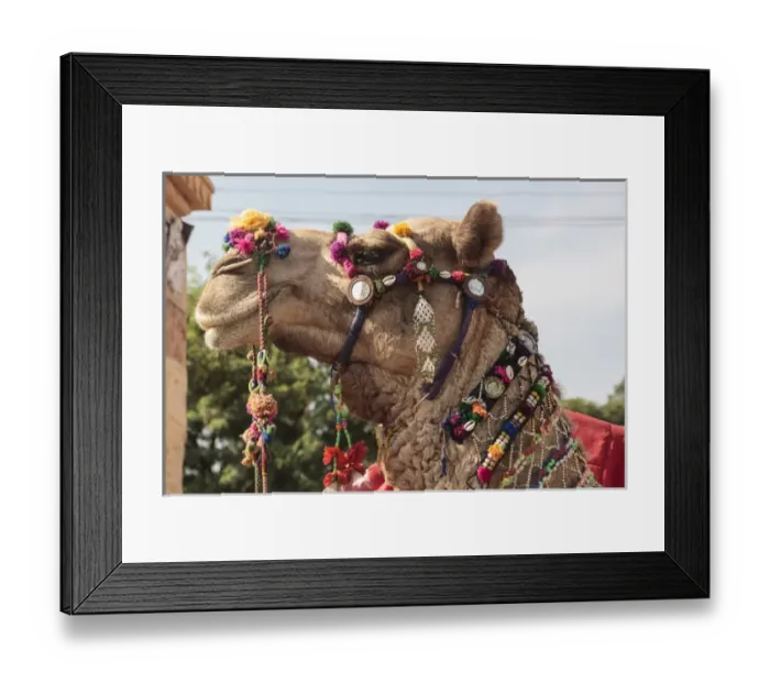 Framed Print : India, Rajasthan, Jaisalmer. Camel decorated in traditional Rjasthani style