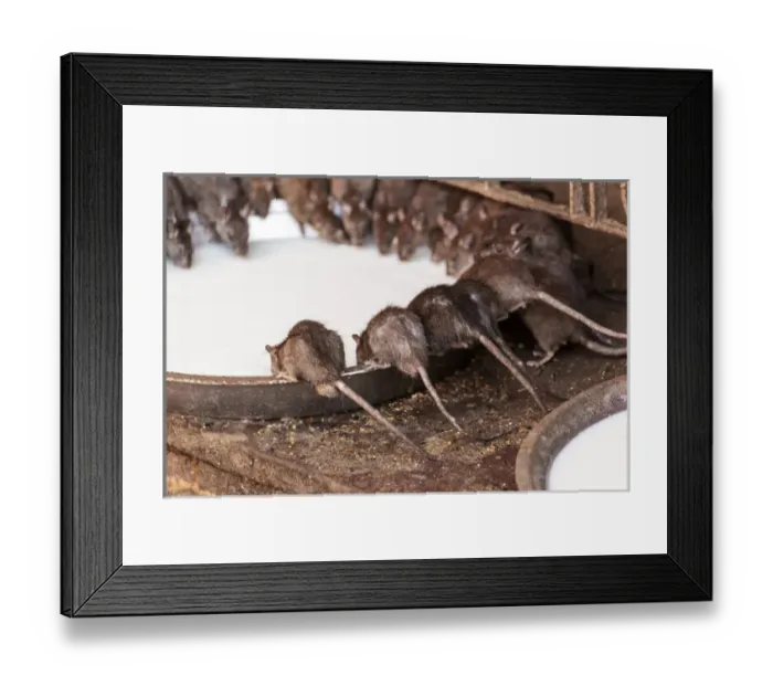 Framed Print : India, Rajasthan, Bikaner, Rats at Karni Mata Temple Framed Print : India, Rajasthan, Bikaner, Rats at Karni Mata Temple