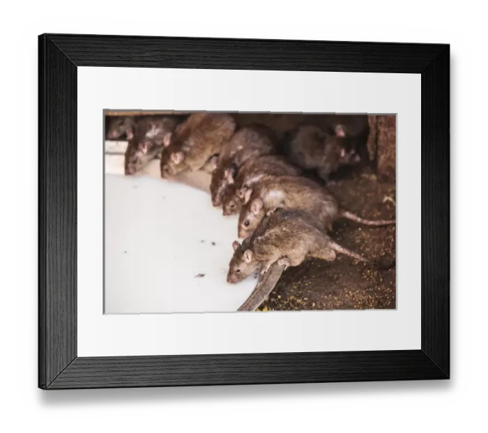 Framed Print : India, Rajasthan, Bikaner, Rats at Karni Mata Temple Framed Print : India, Rajasthan, Bikaner, Rats at Karni Mata Temple