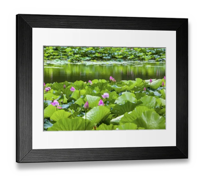 Framed Print : Pink Lotus Pads Garden Reflection Summer Palace Beijing China Framed Print : Pink Lotus Pads Garden Reflection Summer Palace Beijing China