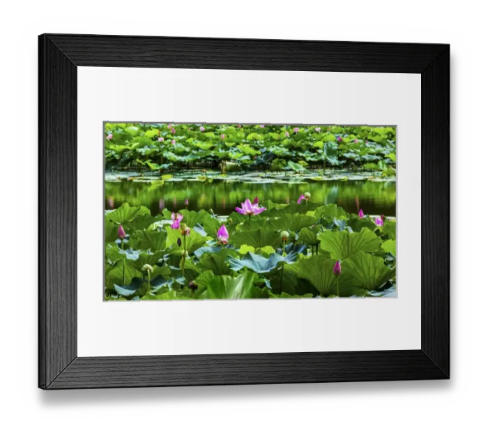 Framed Print : Pink Lotus Pads Garden Reflection Summer Palace Beijing China