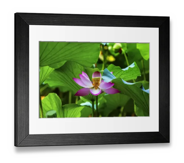 Framed Print : Pink Lotus Flower Stamen Lily Pads Close Up Lotus Pond Summer Palace Beijing China
