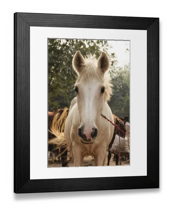 Framed Print : India, Odisha, Subarnapur District, Sonapur, White horse at Sonepur Cattle Fair Framed Print : India, Odisha, Subarnapur District, Sonapur, White horse at Sonepur Cattle Fair