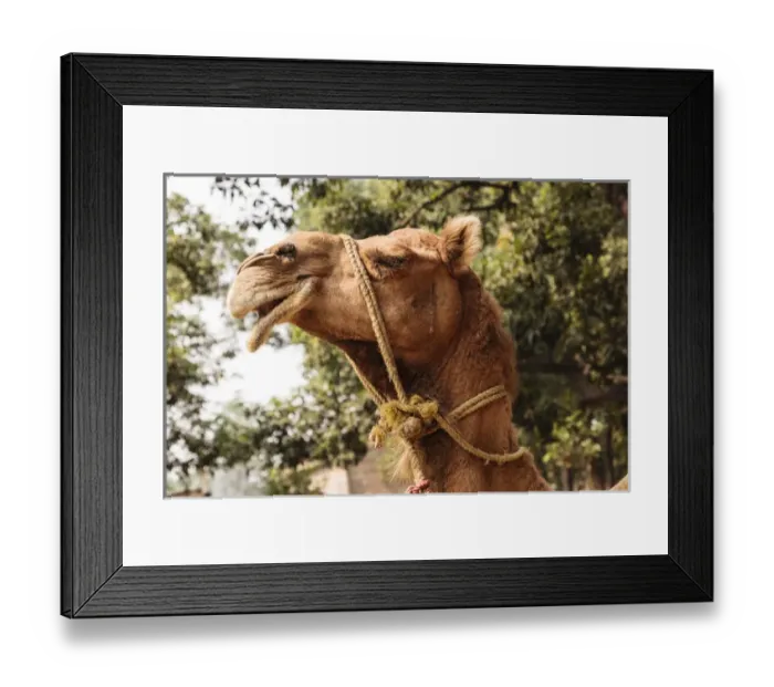 Framed Print : India, Odisha, Subarnapur District, Sonepur, Camel with bridle at Sonepur Cattle Fair Framed Print : India, Odisha, Subarnapur District, Sonepur, Camel with bridle at Sonepur Cattle Fair