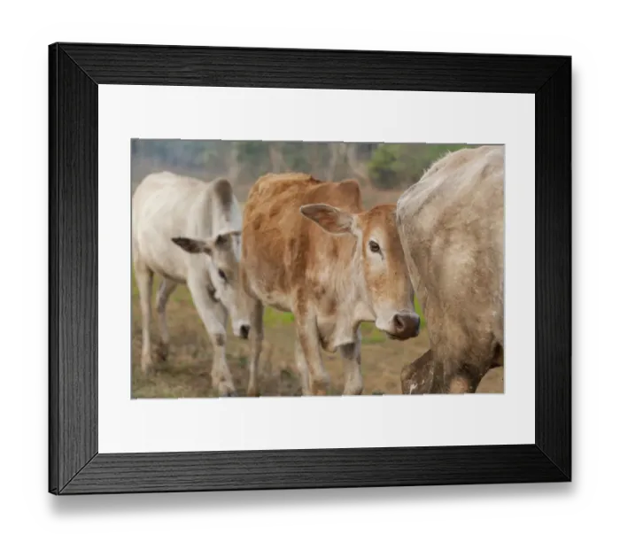 Framed Print : Asia, India, Meghalaya, Bajengdoba. Cattle walk in single file Framed Print : Asia, India, Meghalaya, Bajengdoba. Cattle walk in single file