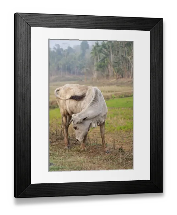 Framed Print : Asia, India, Meghalaya, Bajengdoba. East Garo Hills region. A cow amidst the fields Framed Print : Asia, India, Meghalaya, Bajengdoba. East Garo Hills region. A cow amidst the fields