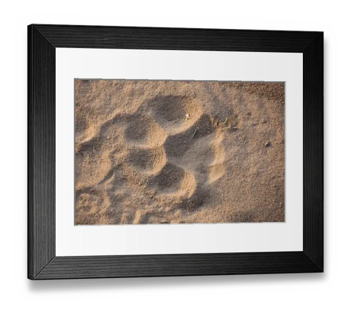 Framed Print : Tiger track, Bandhavgarh National Park, India Framed Print : Tiger track, Bandhavgarh National Park, India