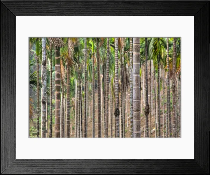 Framed Print : Asia, India, Meghalaya, Bajengdoba. Beetle nut trees. Trunk detail